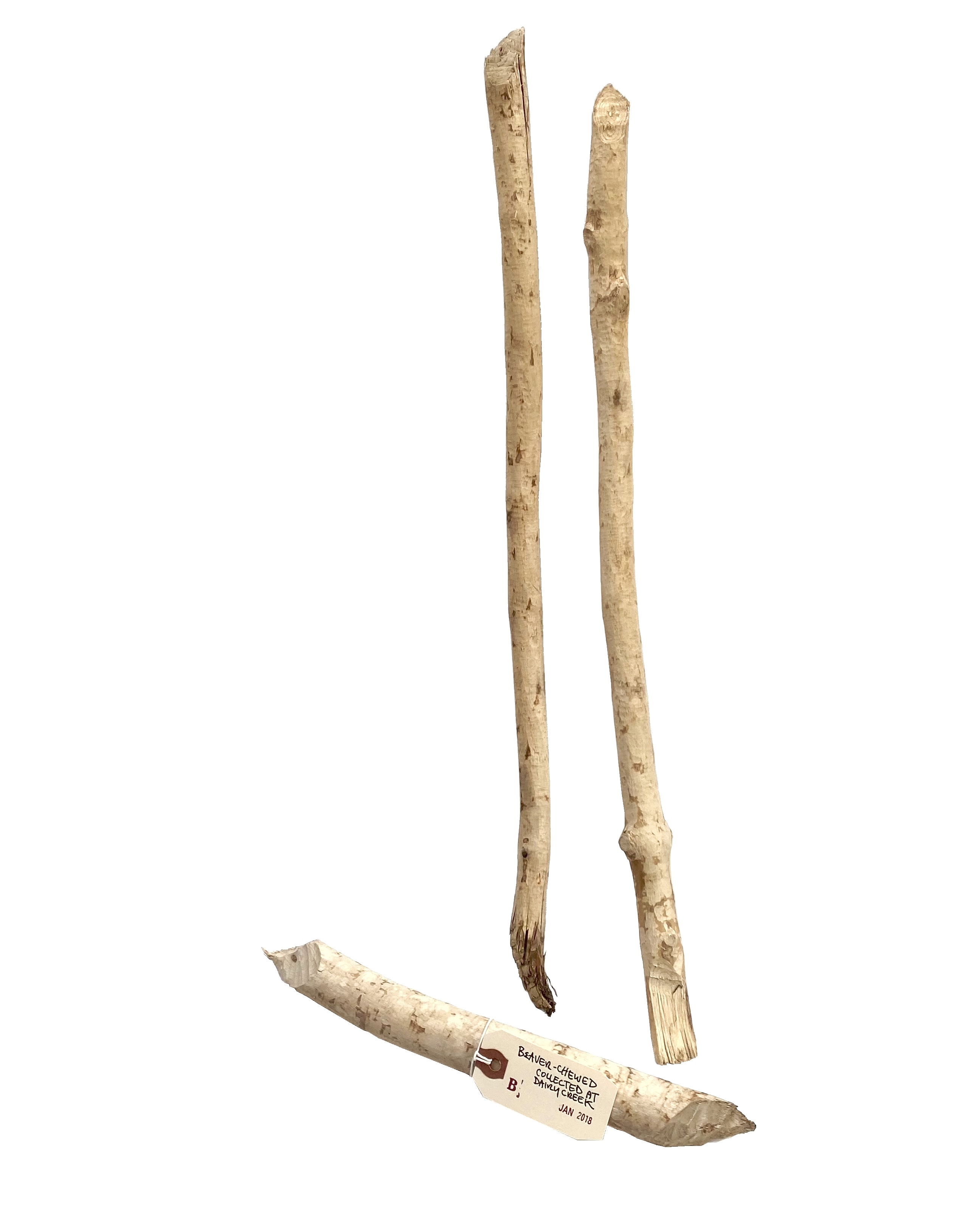 2018 Jan - beaver-chewed sticks