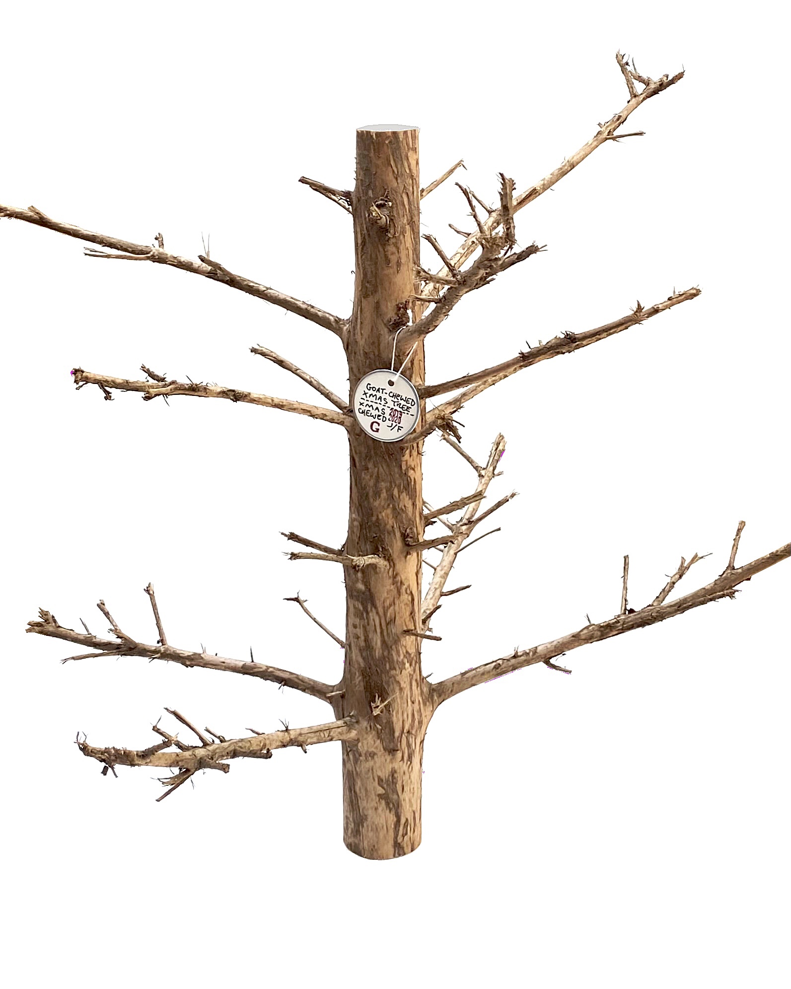 2019 - 2020 goat-chewed xmas tree