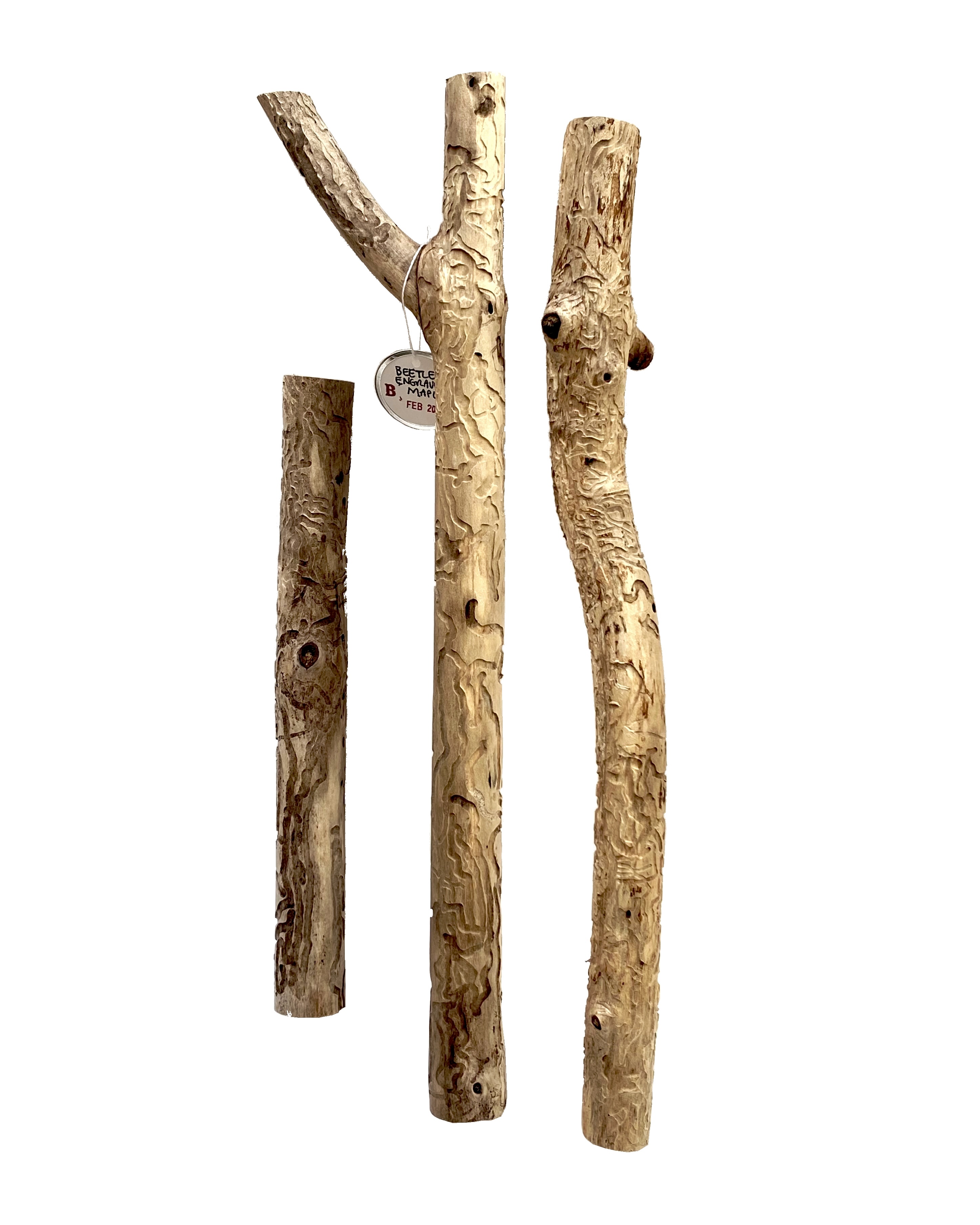 2021 Feb - beetle-engraved maple