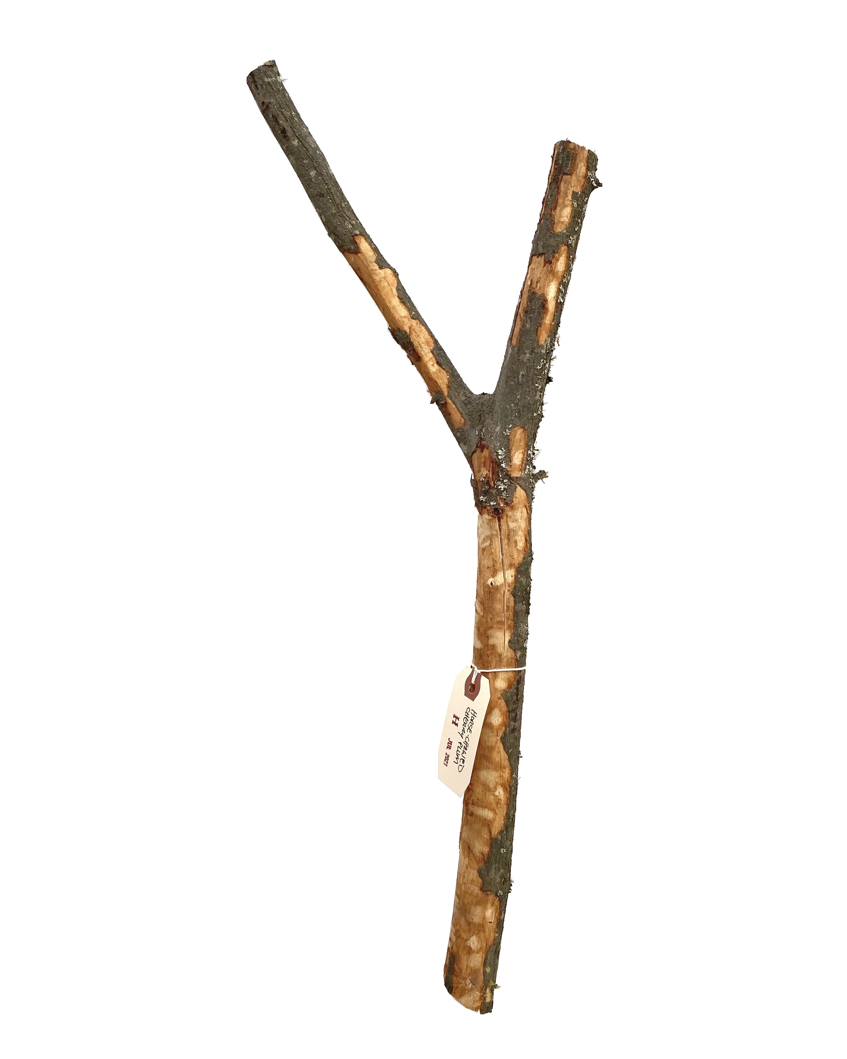 2021 July - horse-chewed cherry plum