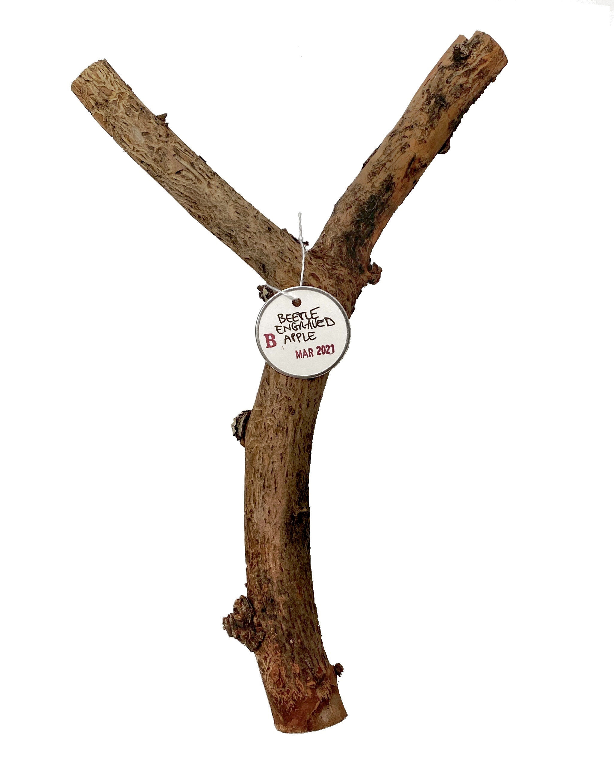 2021 Mar - beetle-engraved apple