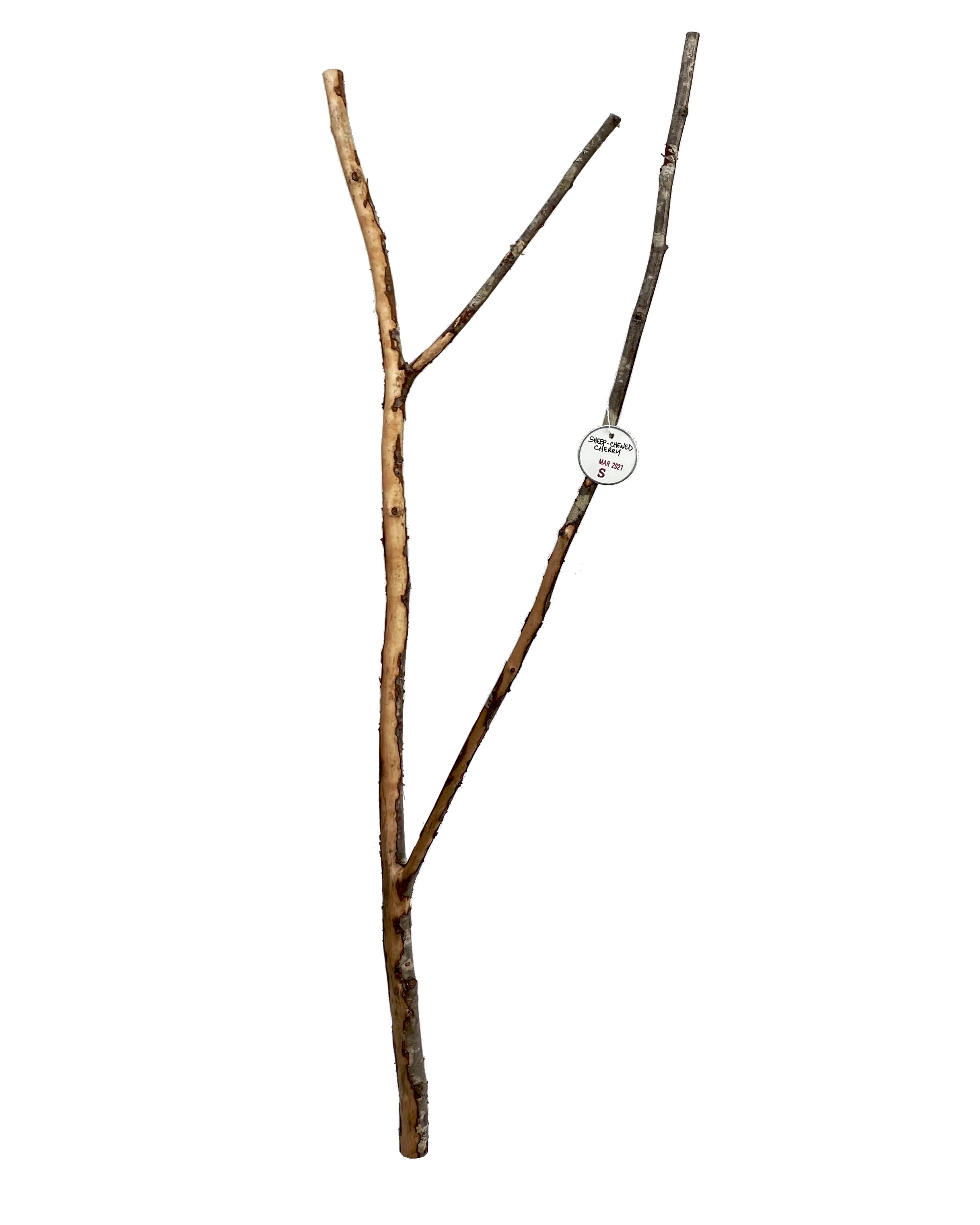 2021 Mar - sheep-chewed cherry